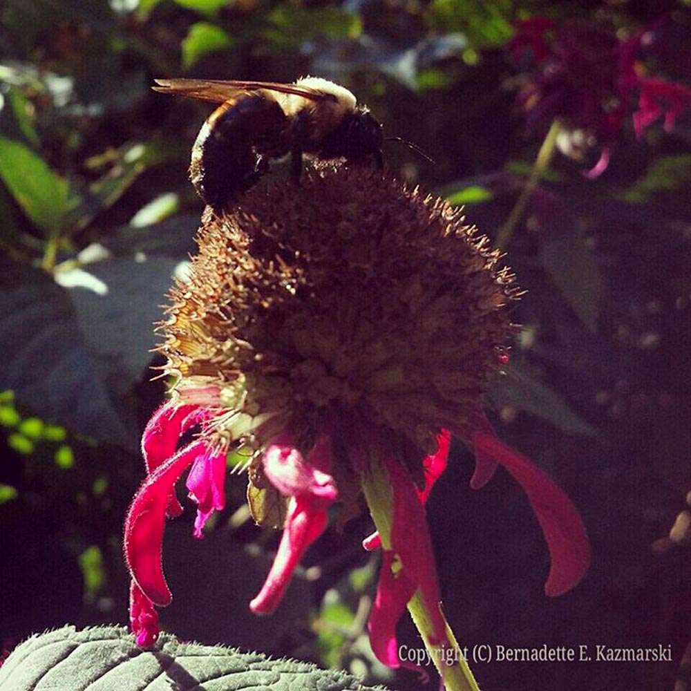 Sluggish Bumblebee
